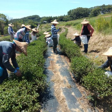 貓裏山丘 秋香美人茶 製茶研習營