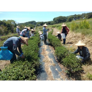 貓裏山丘 秋香美人茶 製茶研習營