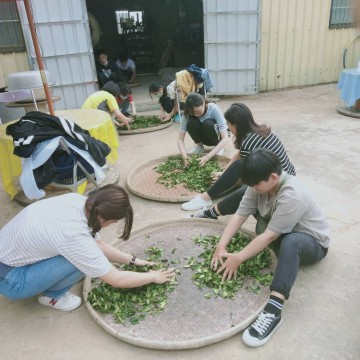 貓裏山丘 秋香美人茶 製茶研習營