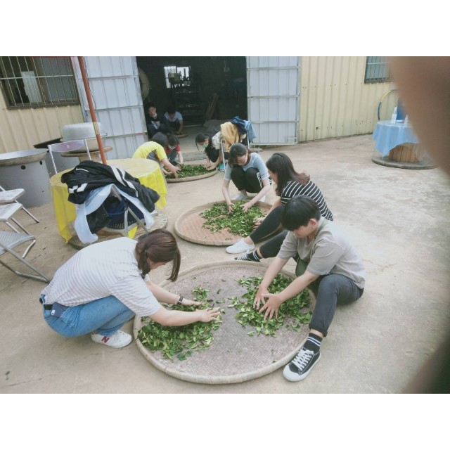 貓裏山丘 秋香美人茶 製茶研習營